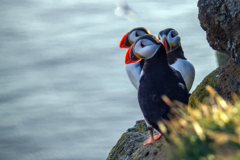 Frailecillos en Islandia: dónde verlos y por qué son tan especiales