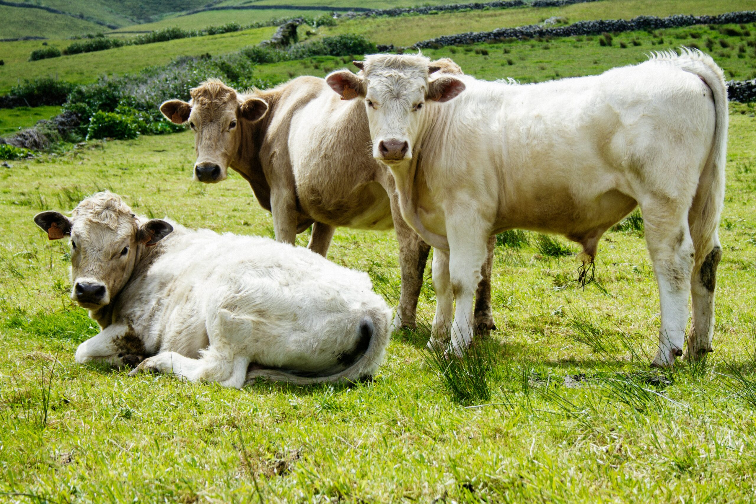 Atmósfera en las Azores