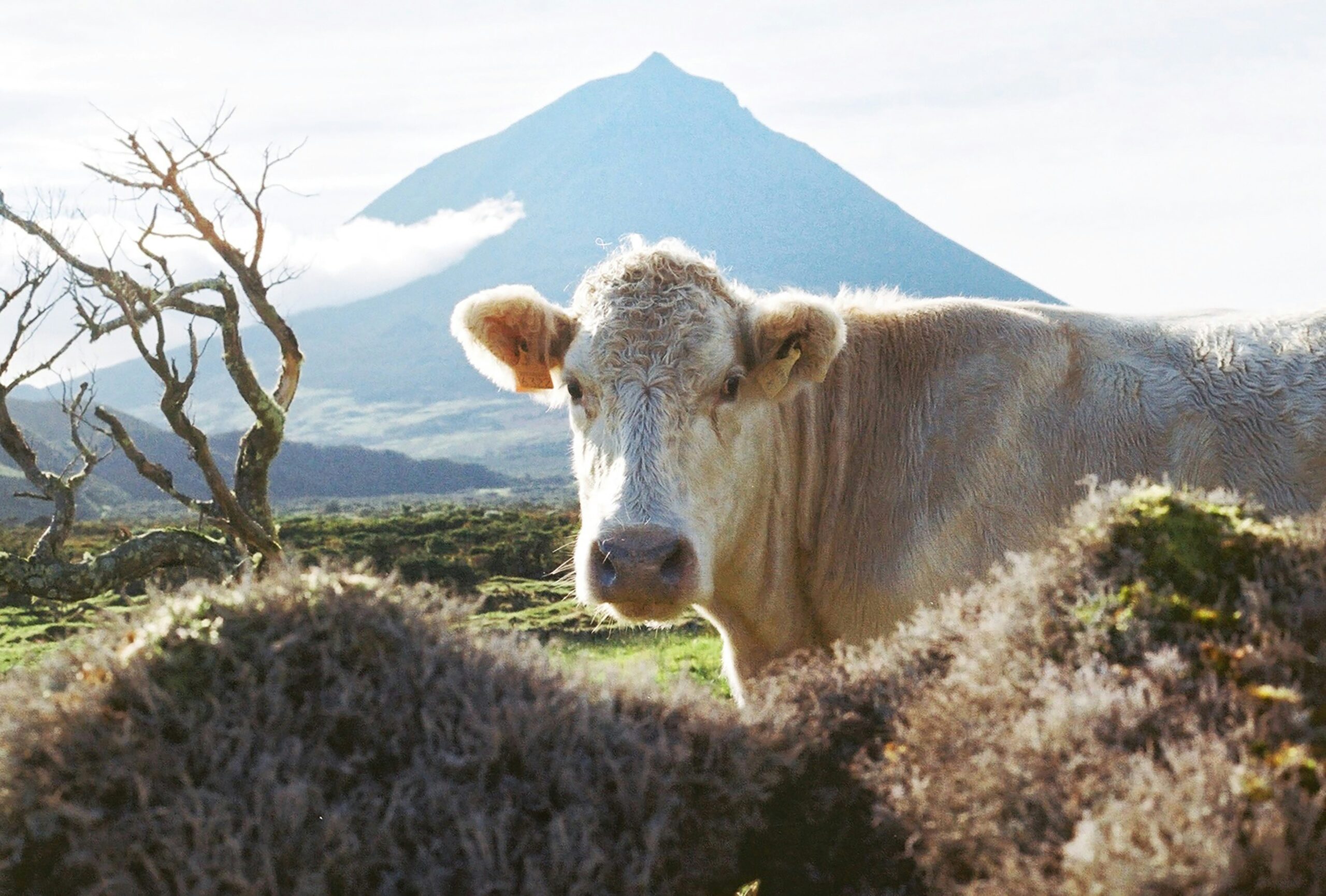 Naturaleza en las Azores