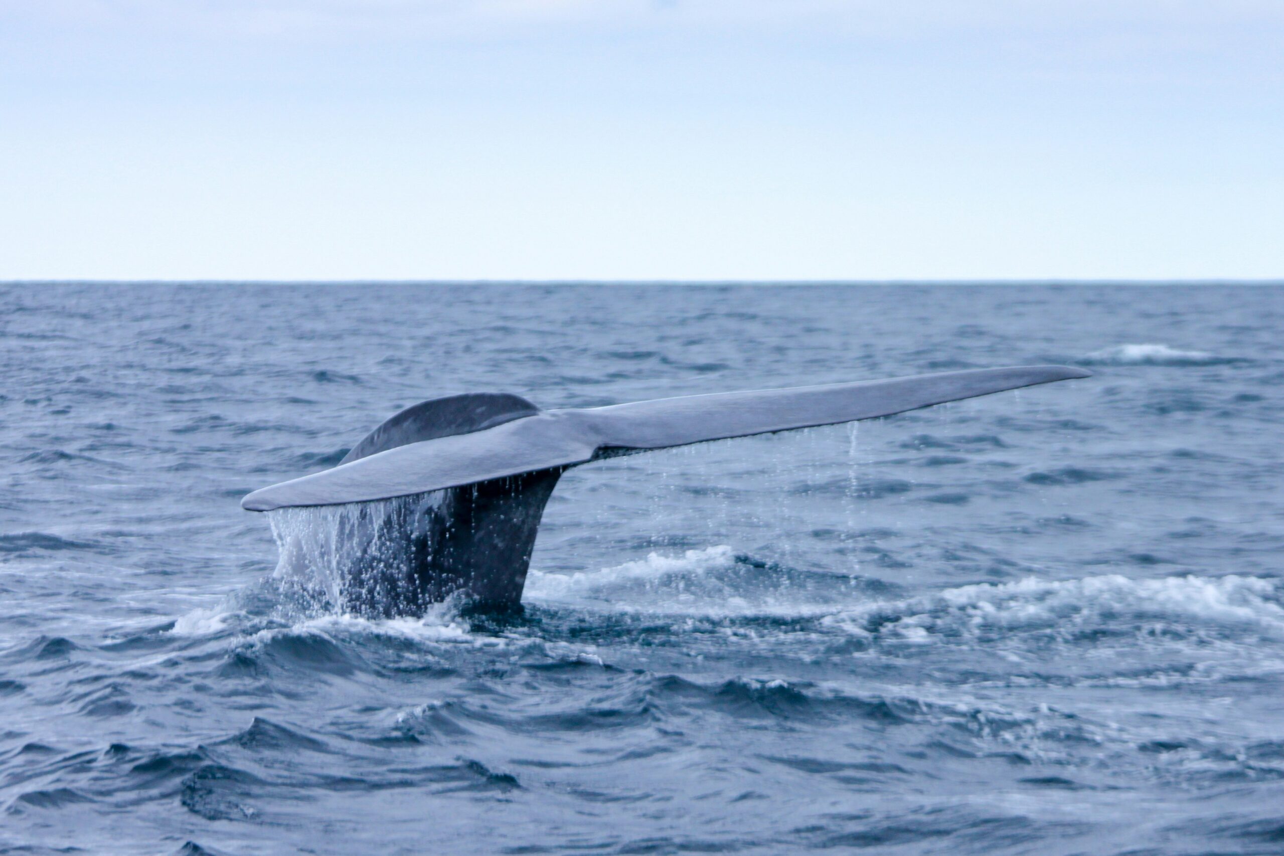 Mar de las Azores