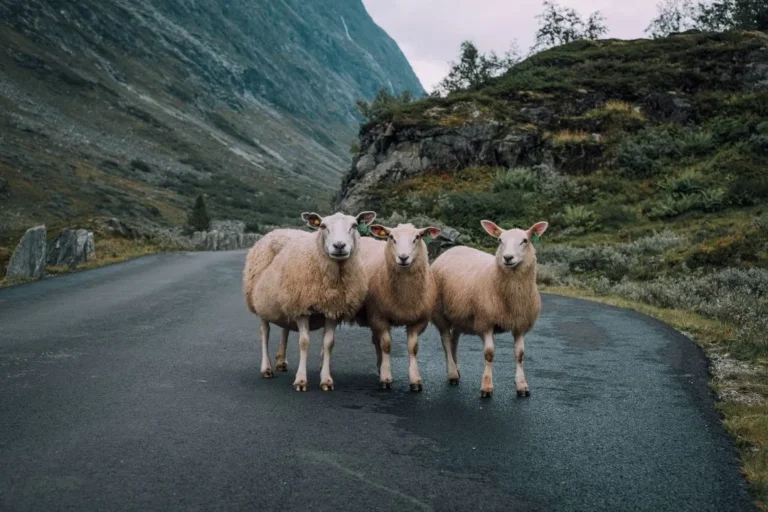 Três ovelhas paradas no meio de uma estrada cercada por montanhas e vegetação em uma paisagem natural.