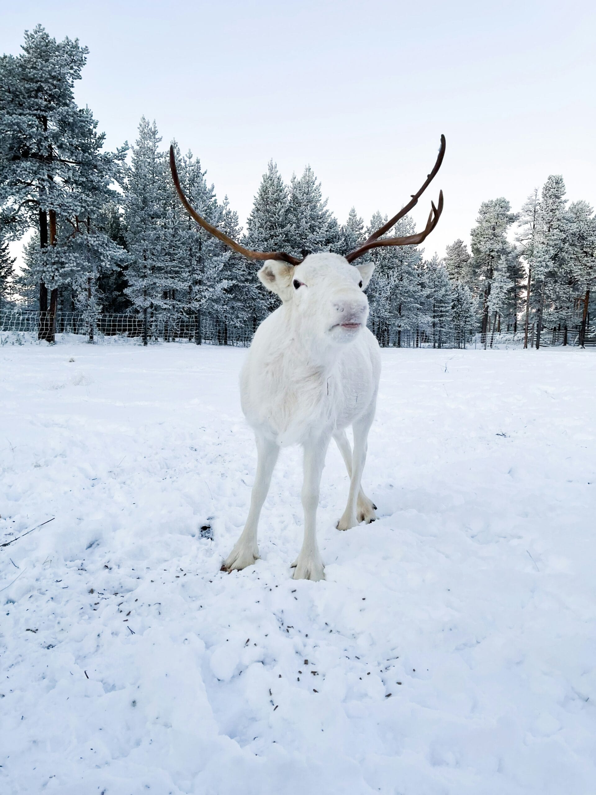 Winter experience in Lapland
