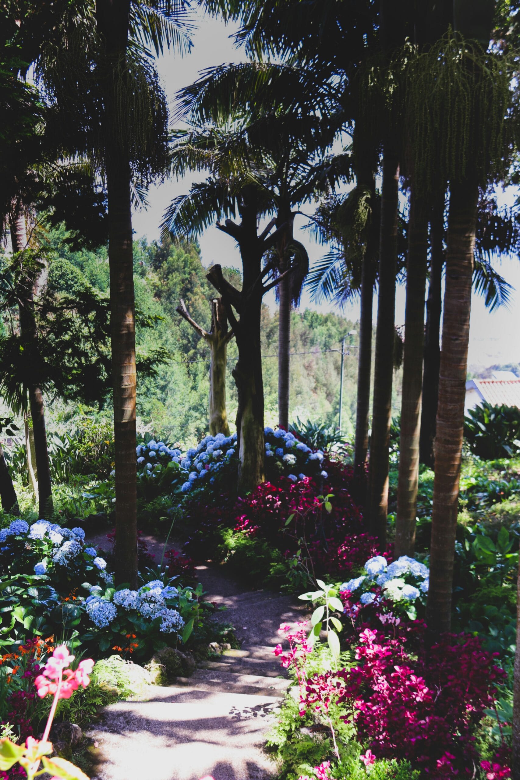 Lush flower garden in Madeira