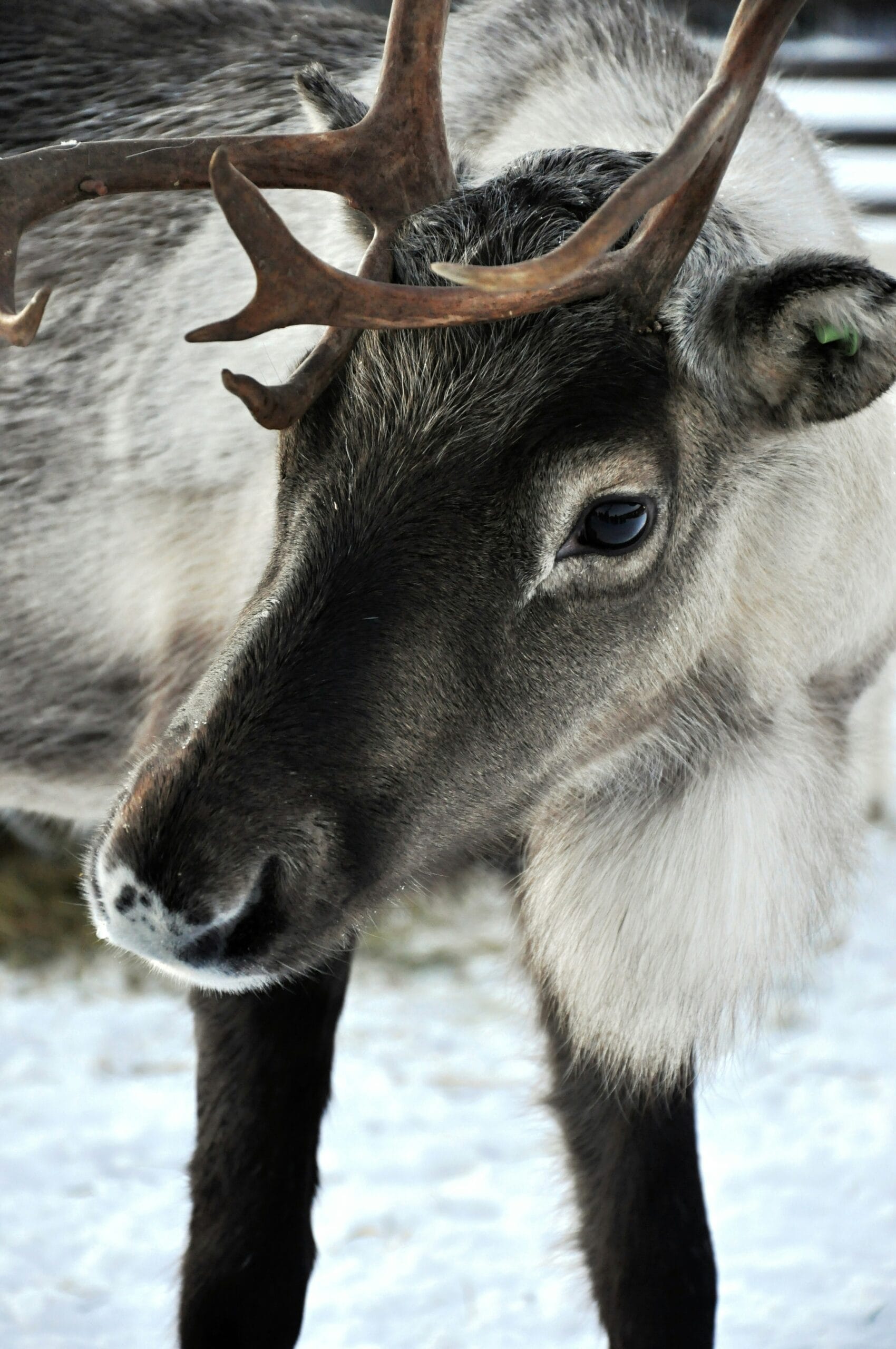 Arctic nature in Lapland