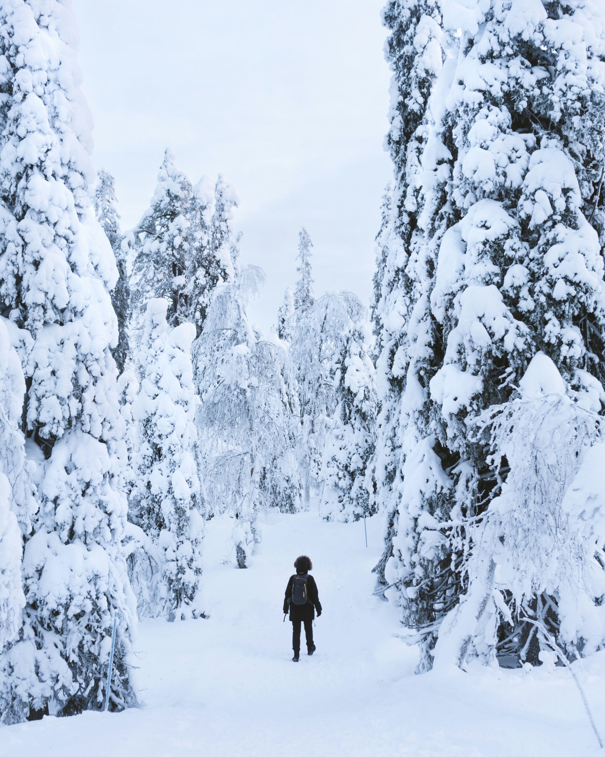 Arctic wilderness in Lapland